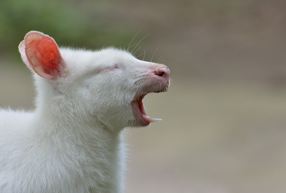 ein Albino