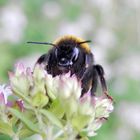 Ein "Alien" fletscht die Kiefer - Hummel auf Oregano