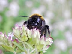 Ein "Alien" fletscht die Kiefer - Hummel auf Oregano