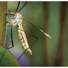 ein Alien im Garten