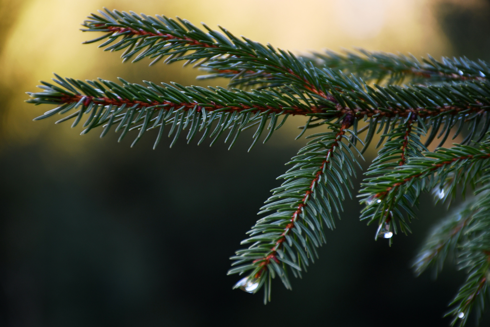 Ein allerletzter Weihnachtsgruß