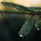 Ein allerletzter Weihnachtsgruß