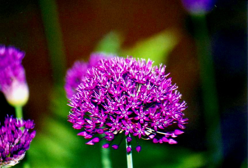 Ein Allium am Abend, erquickend und labend!