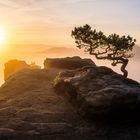 Ein Altbekannter auf dem Lilienstein...