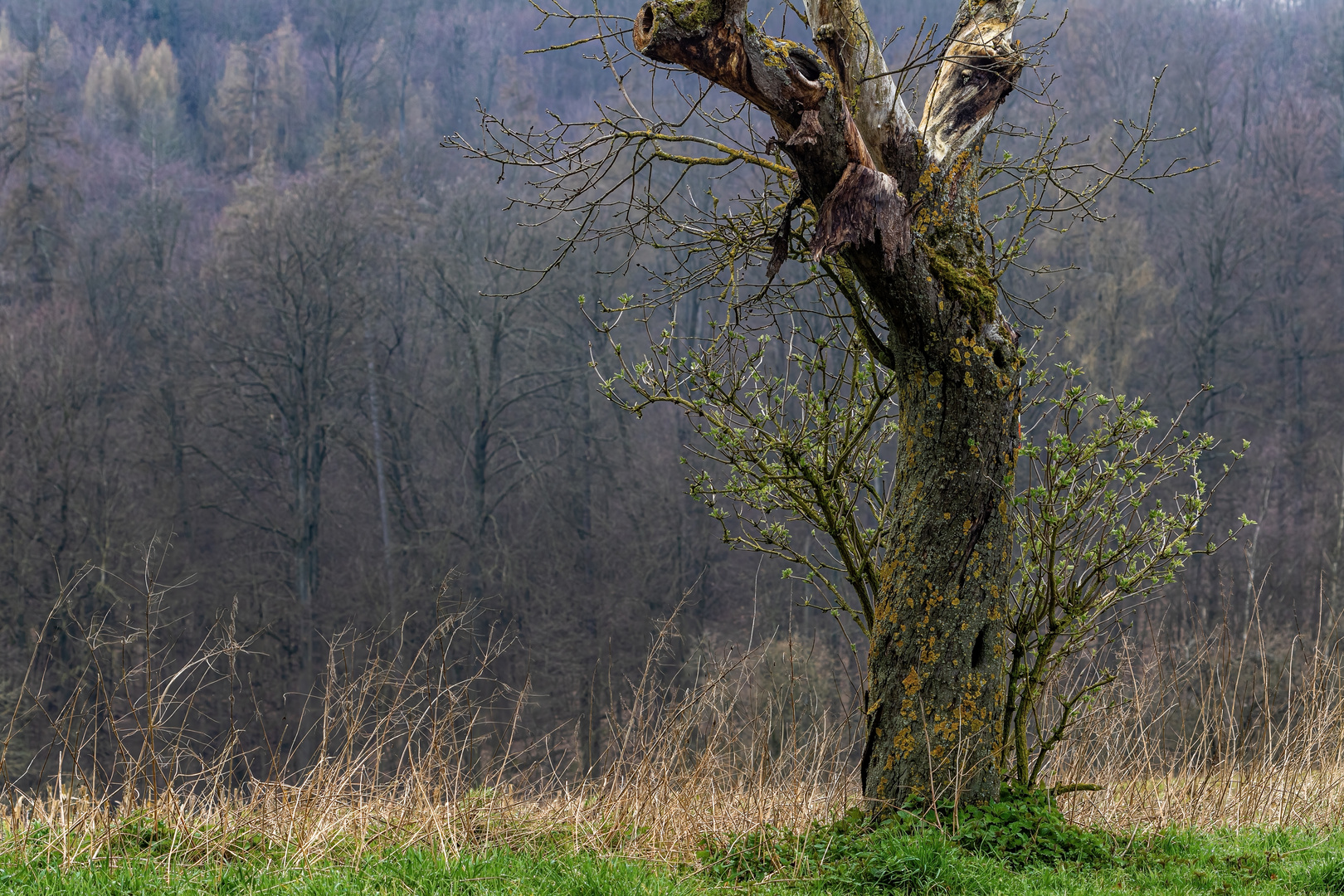 Ein alter Apfelbaum