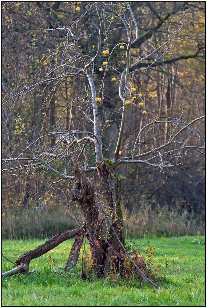 Ein alter Apfelbaum ...