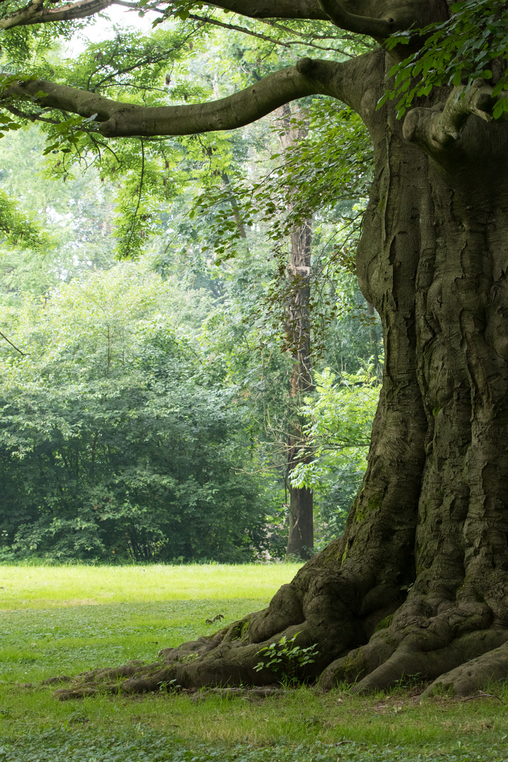 Ein alter Baum