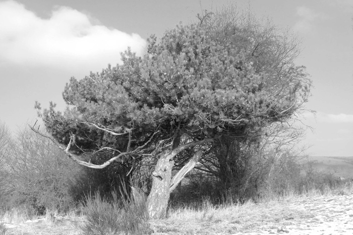 Ein alter Baum