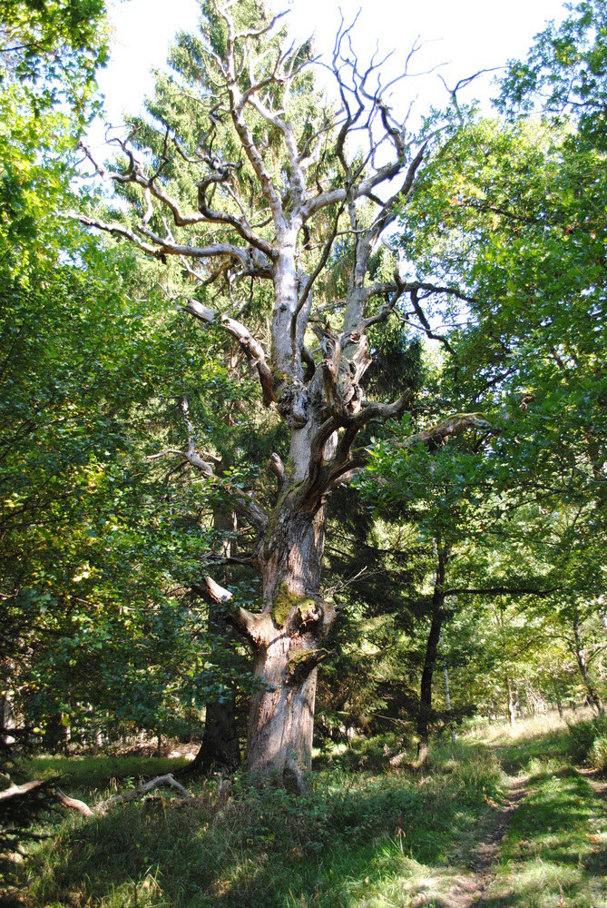 Ein alter Baum