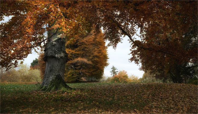 ein alter Baum ......