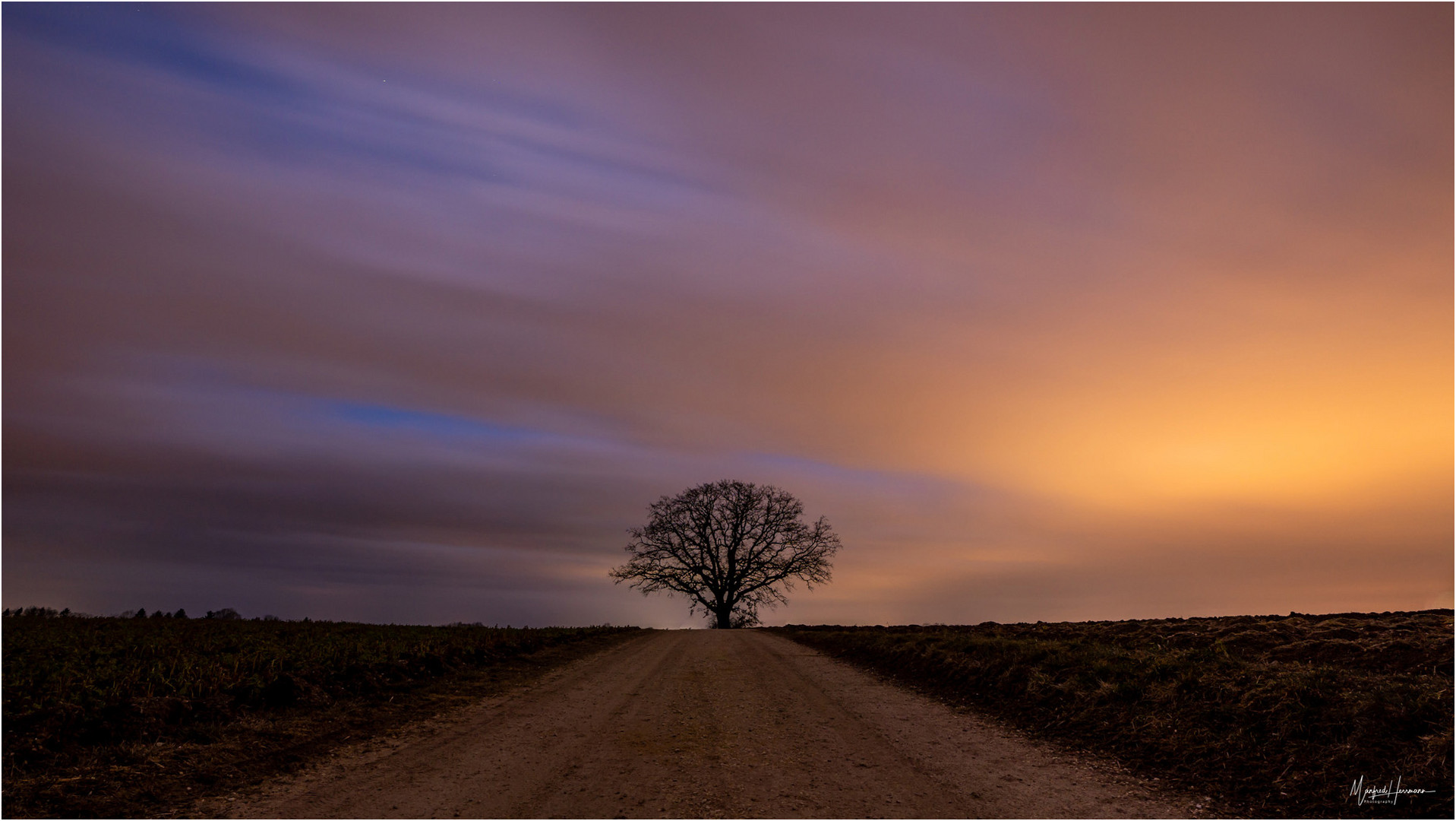 Ein alter Baum