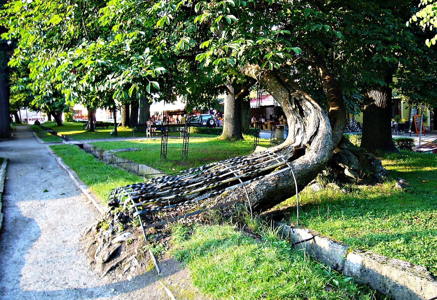 Ein alter Baum