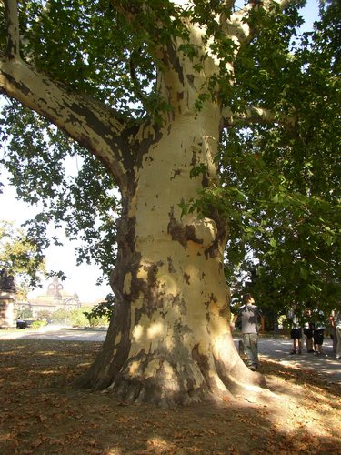 Ein alter Baum