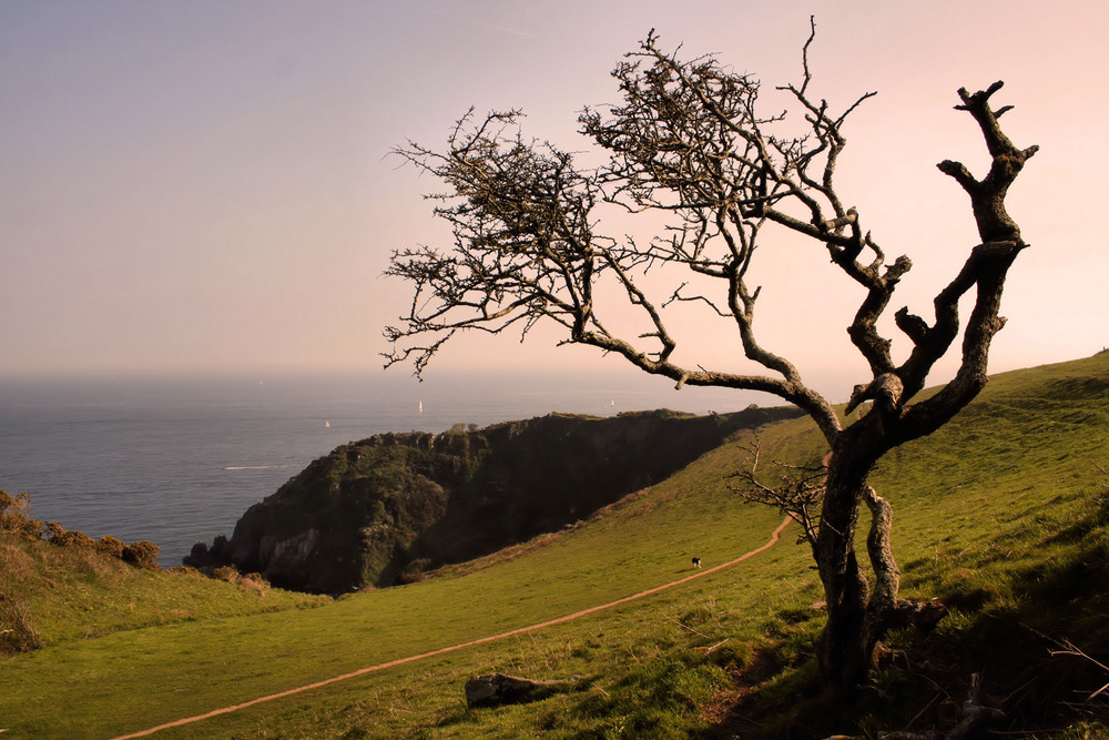 Ein alter Baum am Meer