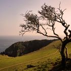 Ein alter Baum am Meer