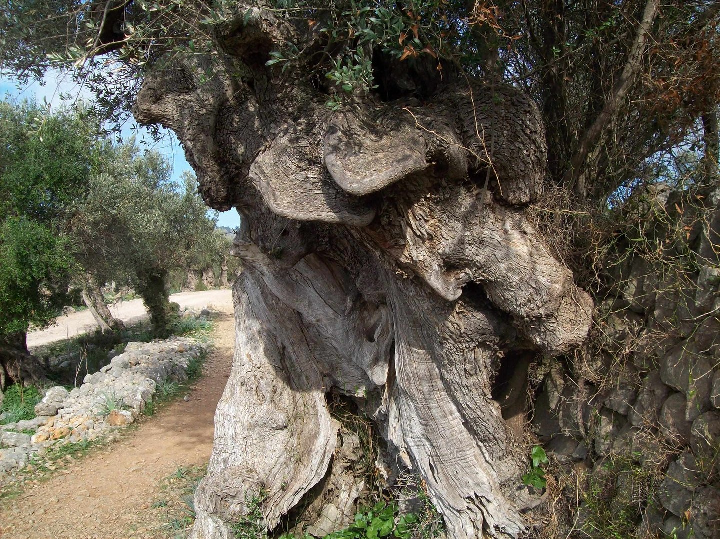 Ein alter Baum am Wegesrand. Wanderroute:Soller-Cala Tuent.(Mallorca)