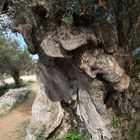 Ein alter Baum am Wegesrand. Wanderroute:Soller-Cala Tuent.(Mallorca)