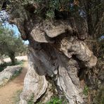 Ein alter Baum am Wegesrand. Wanderroute:Soller-Cala Tuent.(Mallorca)