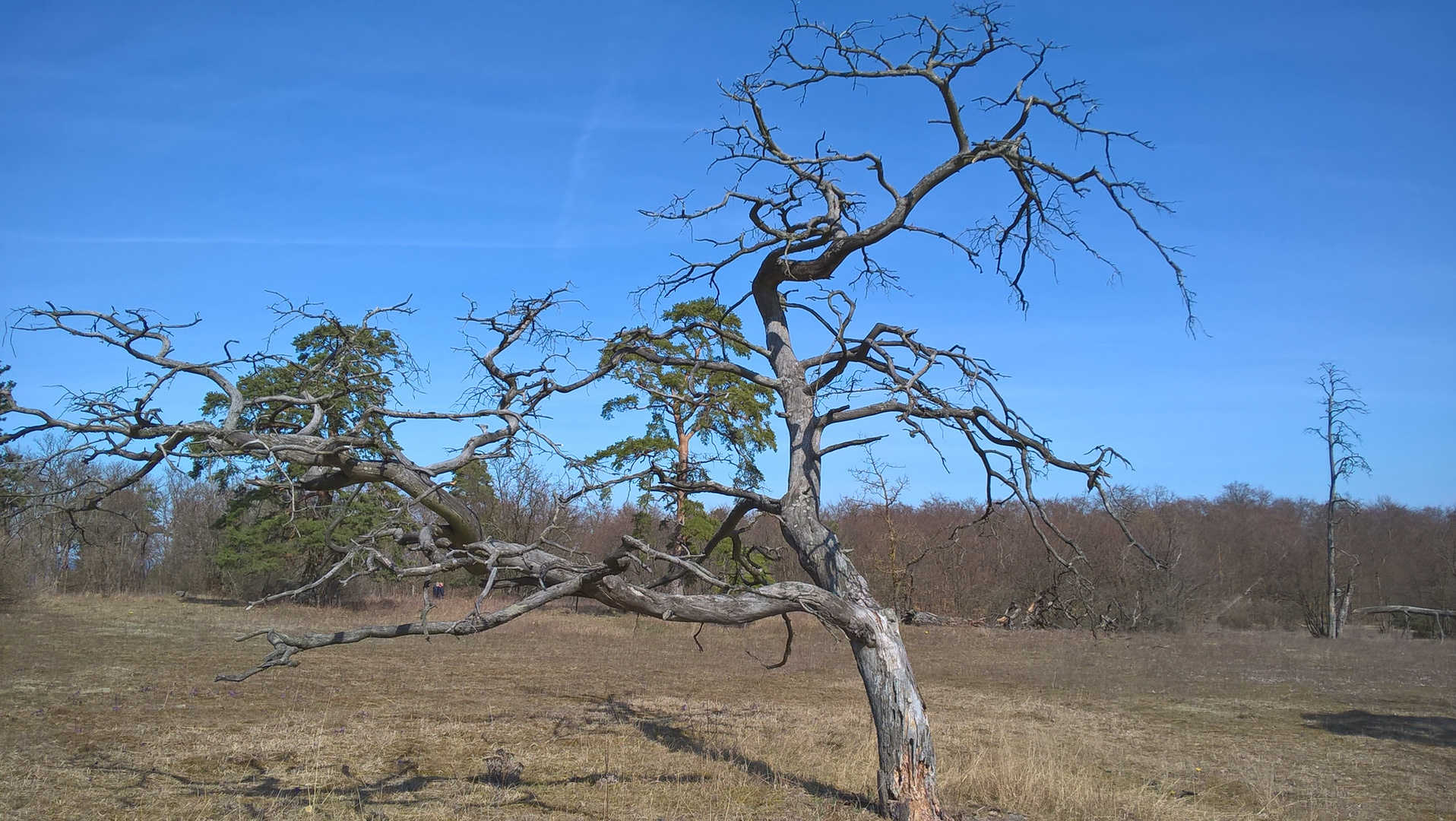 ein Alter Baum bei den Adonisröschen