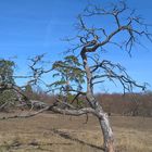 ein Alter Baum bei den Adonisröschen