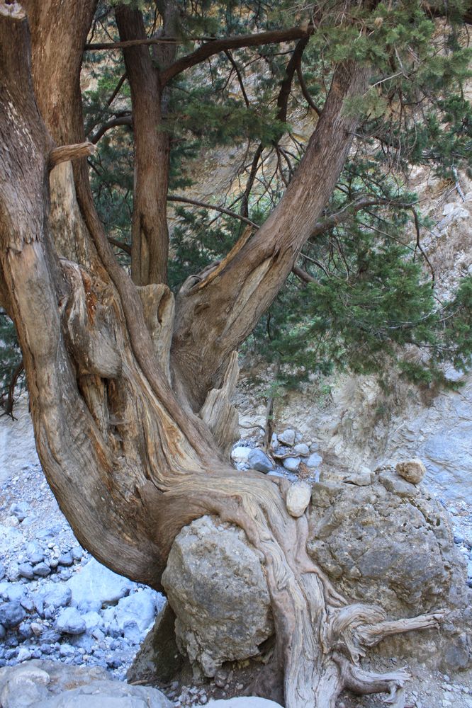 ein alter Baum