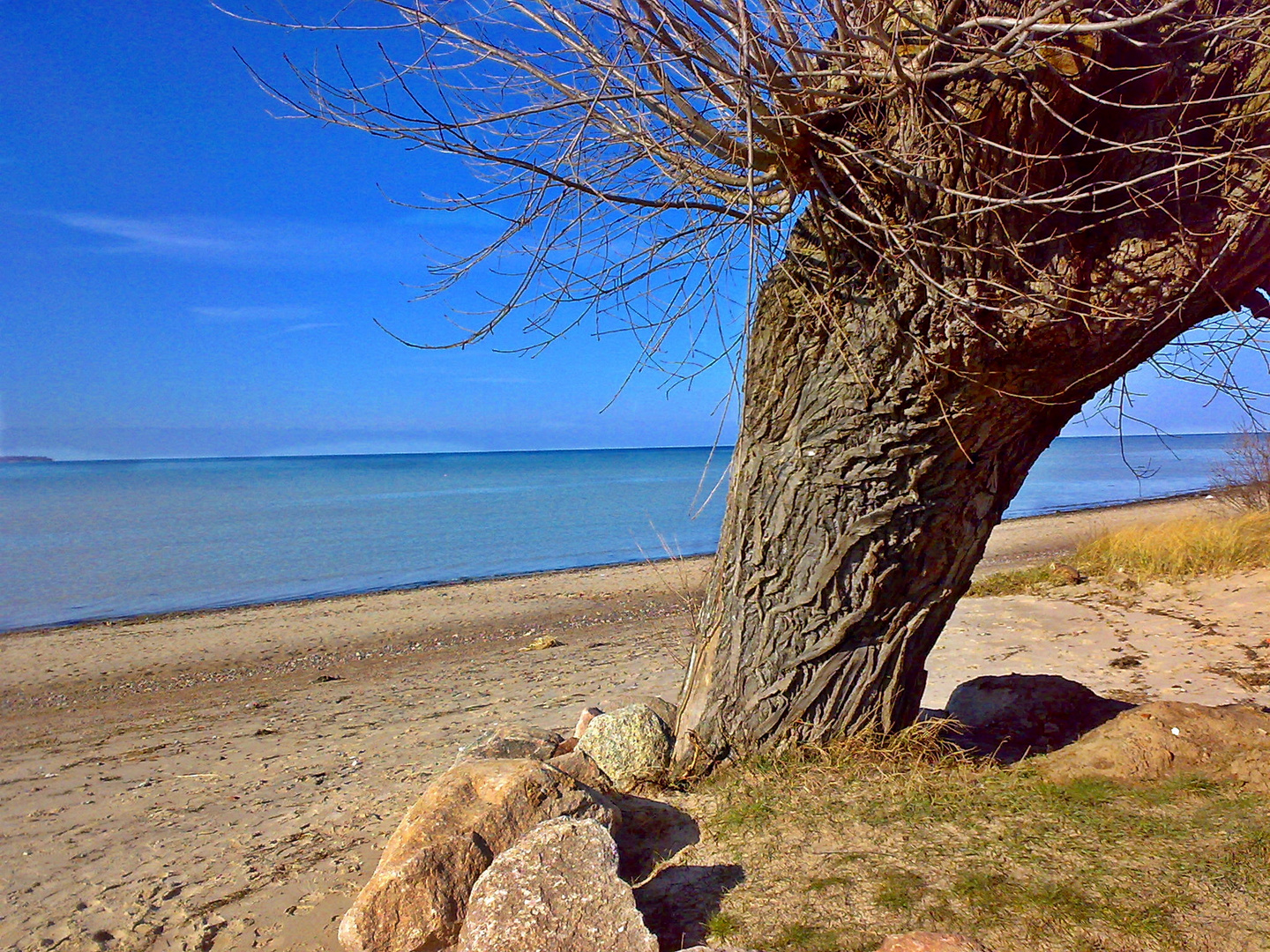 Ein alter Baum.....