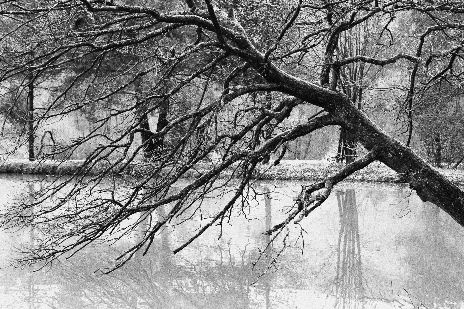 ein alter Baum der über Wasser ragt