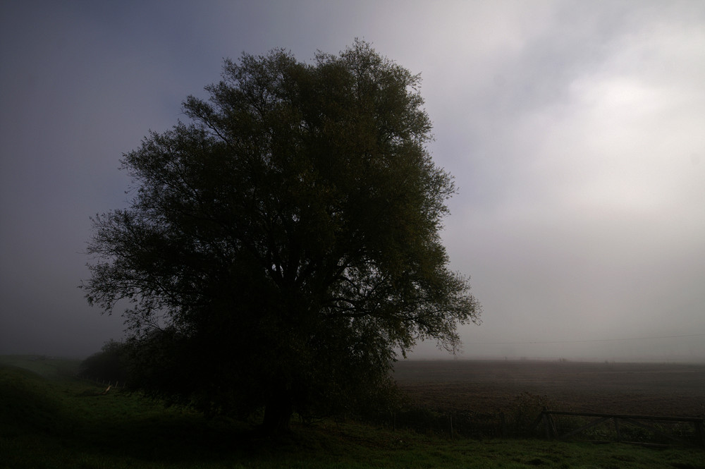 Ein alter Baum