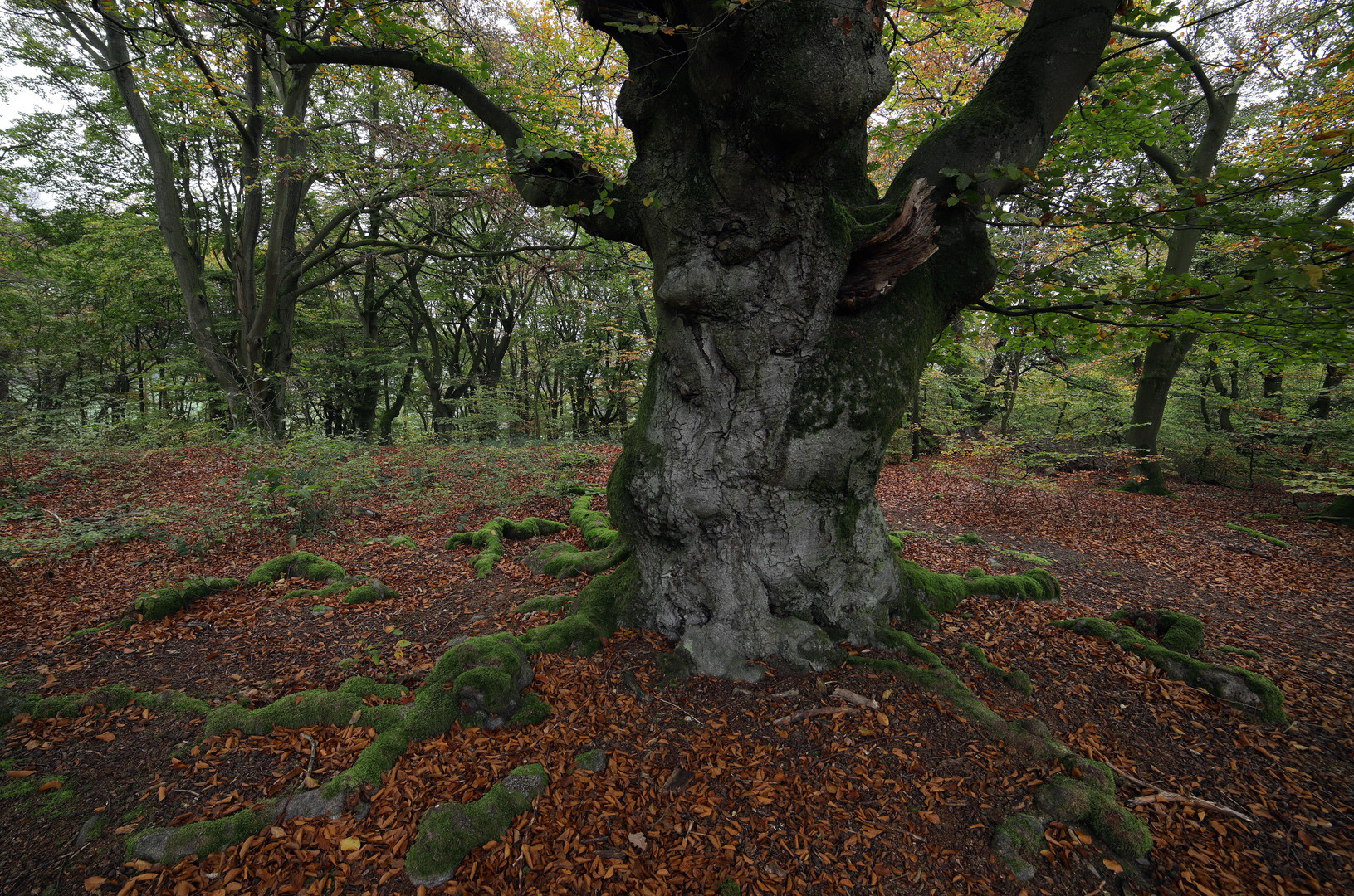 ein alter baum