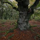 ein alter baum