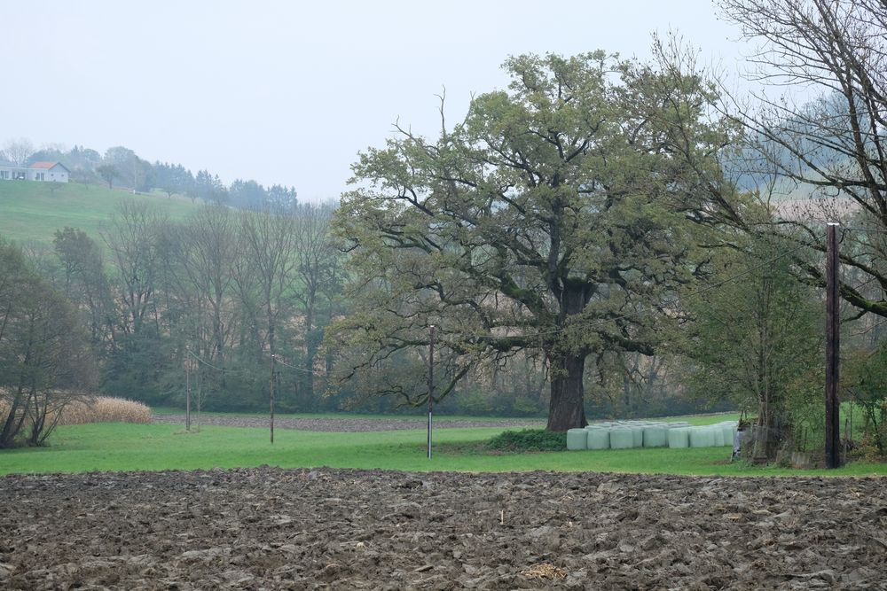 Ein alter Baum.