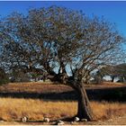 ein alter Baum