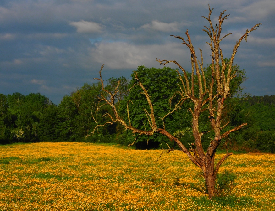 Ein alter Baum ist ...