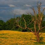 Ein alter Baum ist ...