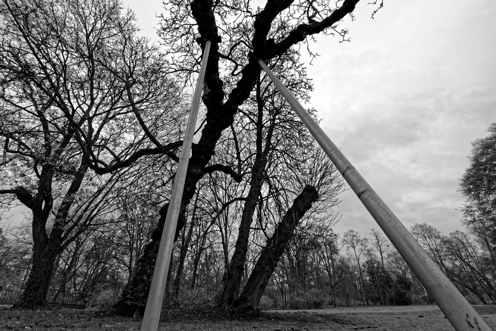 "Ein alter Baum ist doch kein D-Zug!"