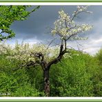 Ein alter Baum (mit Gedicht)