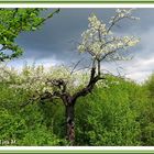 Ein alter Baum (mit Gedicht)