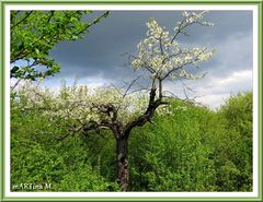 Ein alter Baum (mit Gedicht)