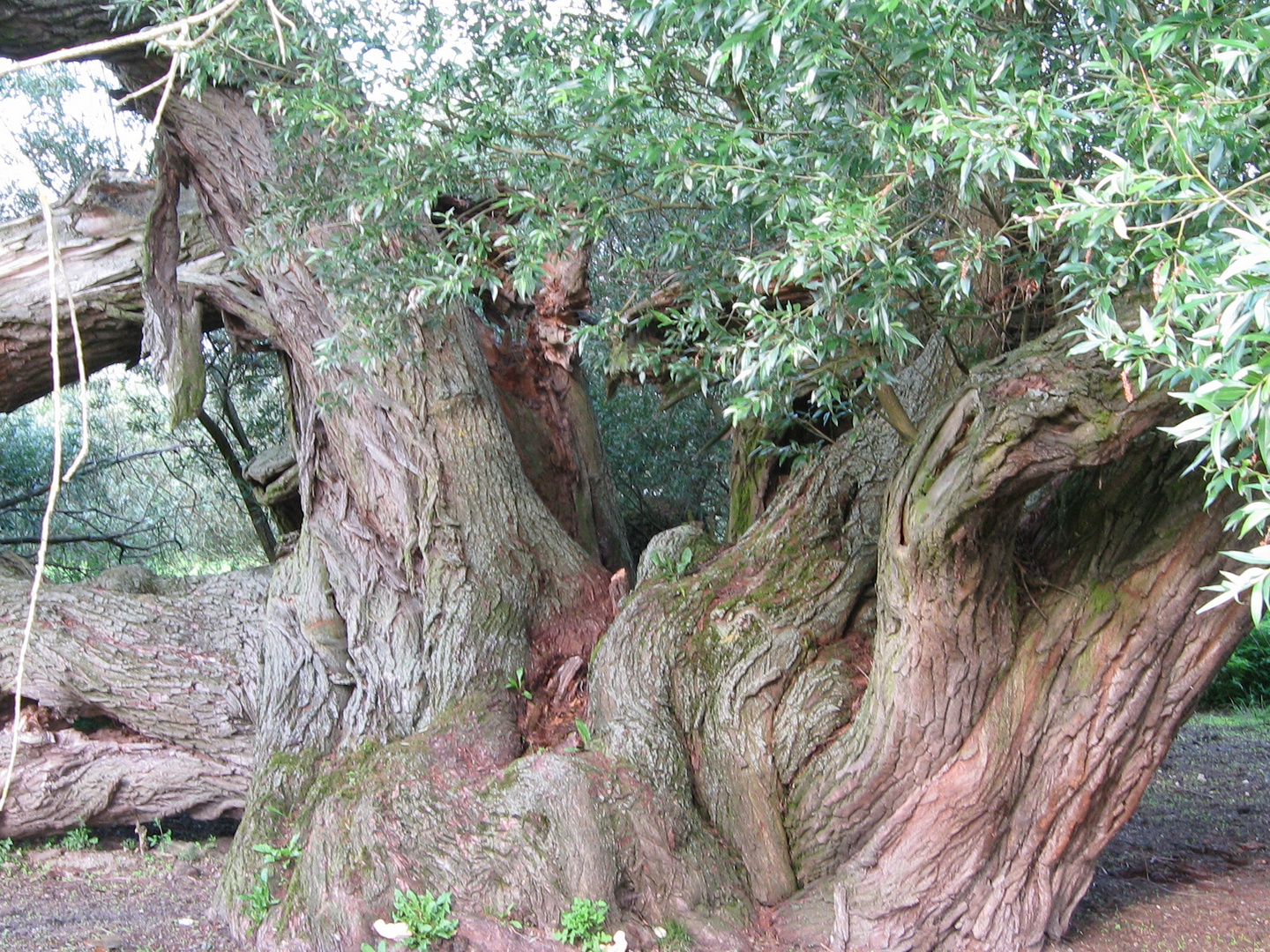 ein alter Baum neigt seine Äste gen Boden, um von dort weiter zu wachsen