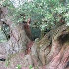 ein alter Baum neigt seine Äste gen Boden, um von dort weiter zu wachsen