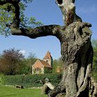 Ein alter Baum umrahmt die Kirche