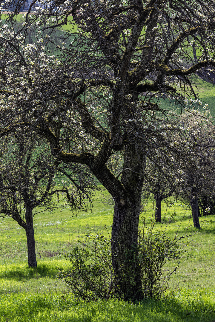 Ein alter Birnbaum