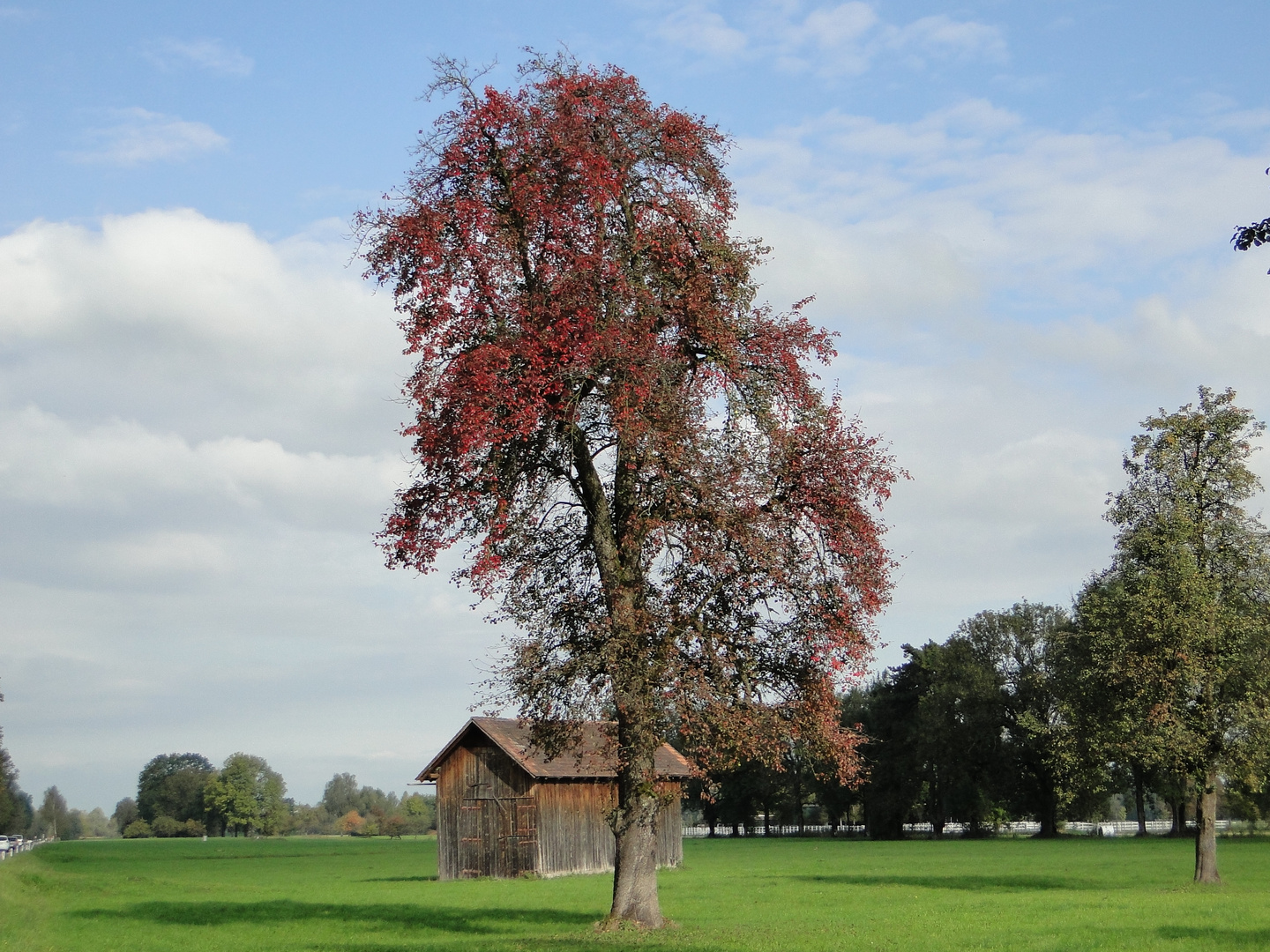 ein alter Birnbaum