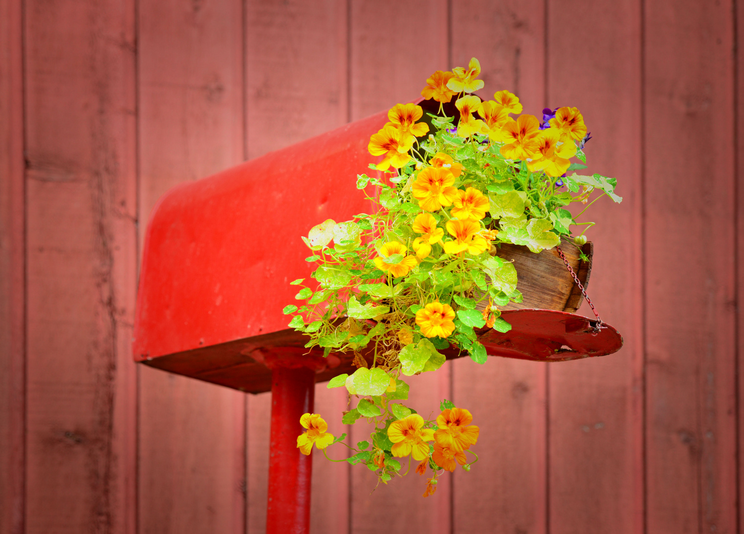 Ein alter Briefkasten der jetzt Blumen trägt .......:o)