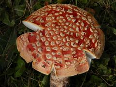 Ein alter Fliegenpilz mit vielen weißen Flocken