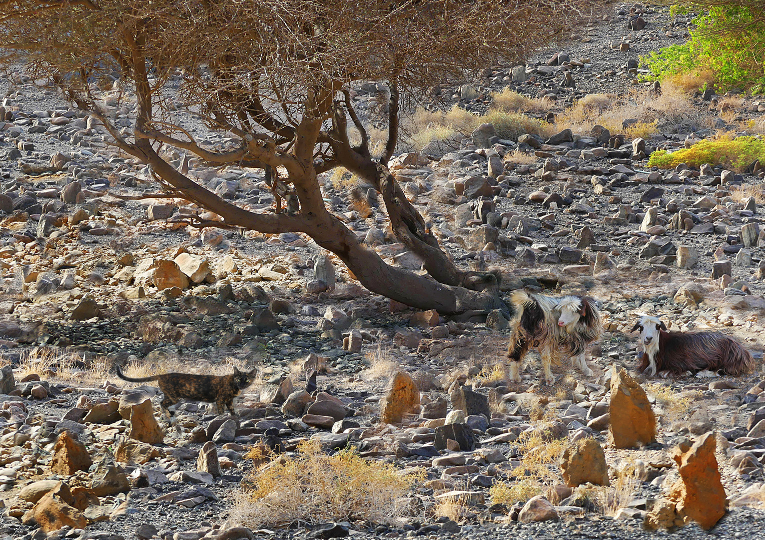 Ein alter Friedhof in Wadi Tiwi