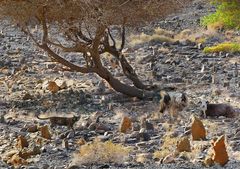 Ein alter Friedhof in Wadi Tiwi