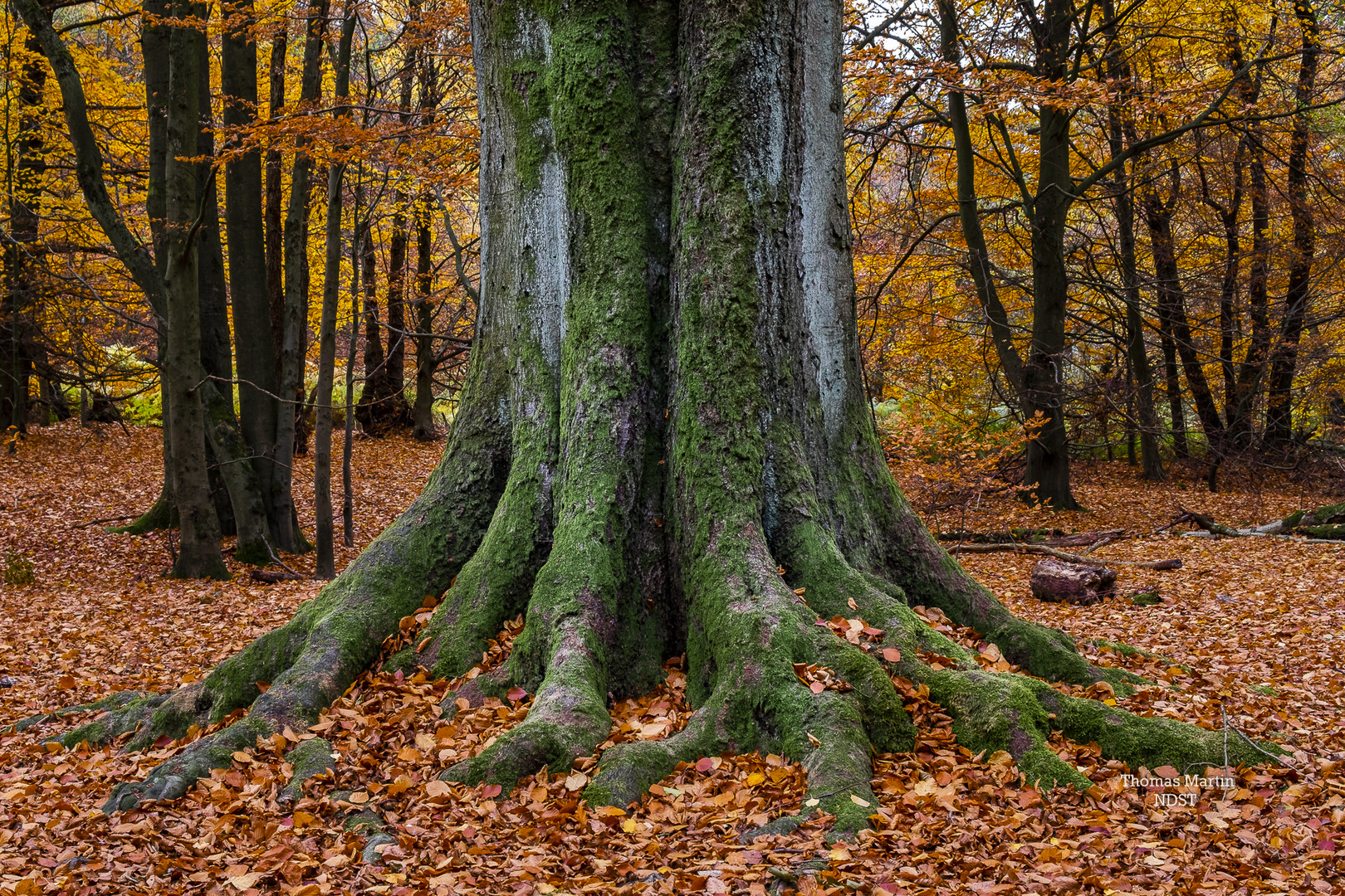 Ein alter Gigant