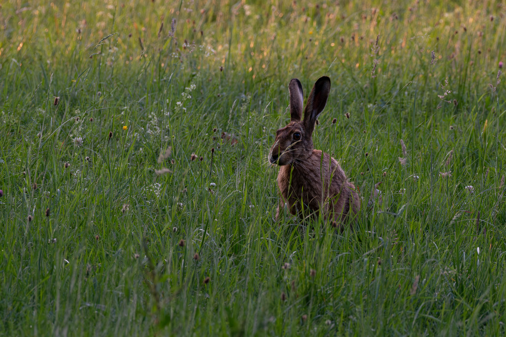 ein Alter Hase