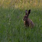 ein Alter Hase